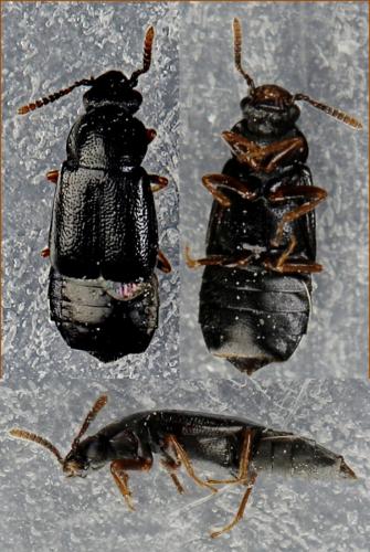 Phyllodrepa floralis
